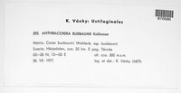 Anthracoidea buxbaumii image